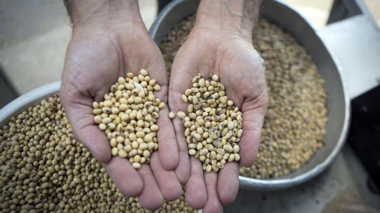 Ein argentinischer Bauer zeigt Sojabohnen. China hat 2022 einer gentechnisch veränderten Soja-Variante aus Argentinien die Zulassung erteilt. Foto: Martin Zabala/Zuma Press/dpa