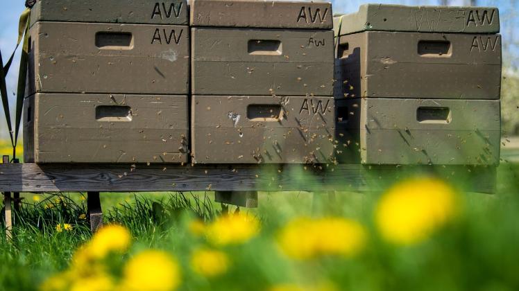 ARCHIV - Jedes fünfte Bienenvolk hat den Winter laut einer Umfrage des Fachzentrums für Bienen und Imkerei in Deutschland nicht überlebt. Foto: Sina Schuldt/dpa