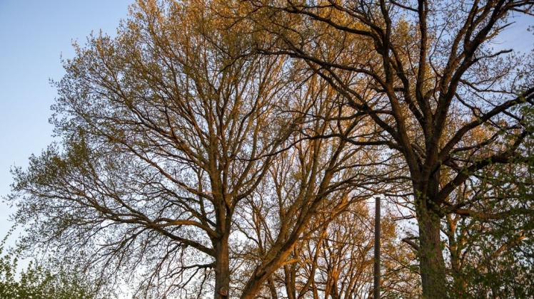 Hasloh möchte Bäume im Gemeindegebiet künftig noch besser schützen. Deshalb soll jetzt eine entsprechende Satzung kommen.