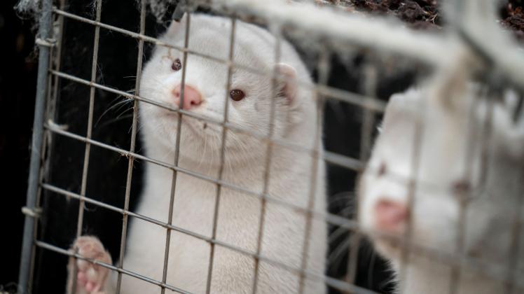 Nerze stehen ihren Käfigen in einem Bauernhof. In Dänemark sind mittlerweile alle Pelztiere auf mit dem Coronavirus befallenen Nerzfarmen getötet worden. Coronavirus - Impfstoff für Tiere