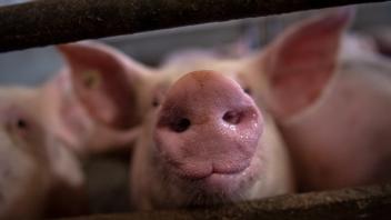 Wirtschaftshilfen für Schweinehalter