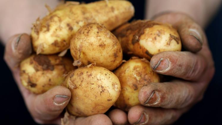 ARCHIV - Frühkartoffeln haben eine dünne Schale und einen geringeren Stärkeanteil. Foto: Martin Gerten/dpa/dpa-tmn/Archivbild