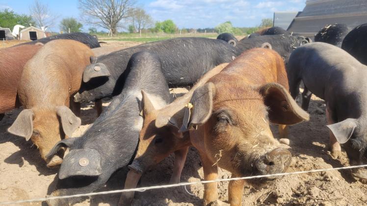Schweine Landwirt Tino Reichelt