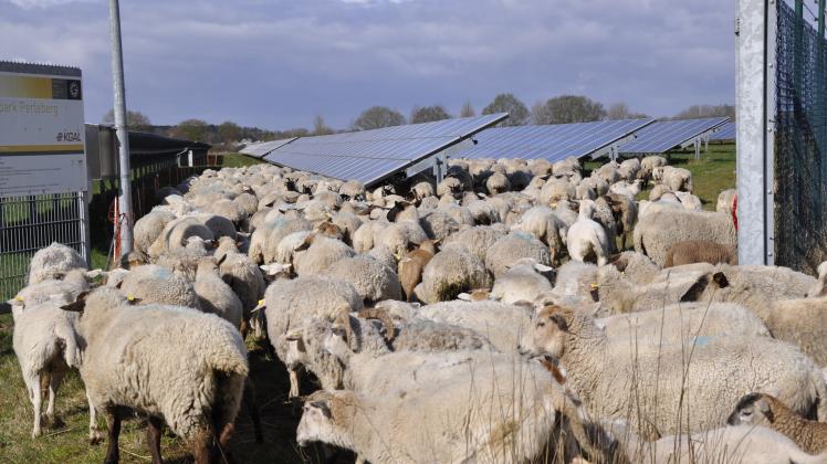Die Schafherde von Marc Mennle wurde am 9. April unter großem Aufwand vieler freiwilliger Helfer in den Solarpark Perleberg gebracht. Das Veterinäramt des Landkreises schritt jetzt aufgrund der gefährdeten Versorgung der Tiere ein. 