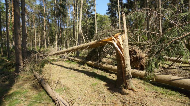 In Spahnharrenstätte sind etliche Bäume vom Sturm umgeknickt worden.