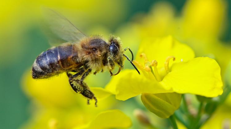 Rapsblüte und Bienensummen