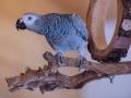 KINA - Papagei Carlo plappert auf Bayerisch