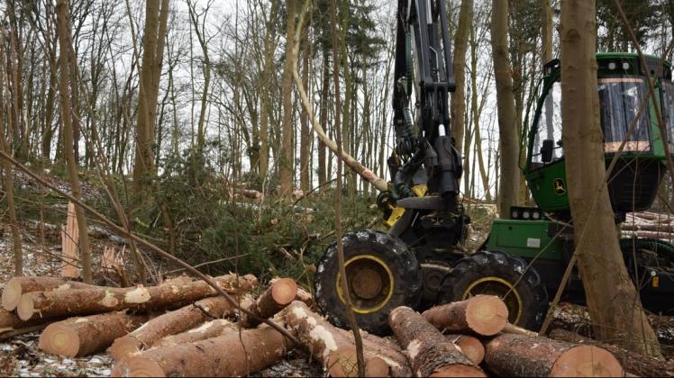 Abholzung im Stadtwald Schwerin an der Marie-Curie-Straße