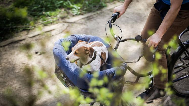 ARCHIV - Bello sitzt vorne: Im Fahrradkörbchen sollten nur Tiere bis zu fünf Kilo mitfahren, sonst drohen Probleme mit der Fahrstabilität. Foto: Frank Rumpenhorst/dpa/dpa-tmn ARCHIV - Bello sitzt vorne: Im Fahrradkörbchen sollten nur Tiere bis zu fünf Kilo mitfahren, sonst drohen Probleme mit der Fahrstabilität. Foto: Frank Rumpenhorst/dpa/dpa-tmn