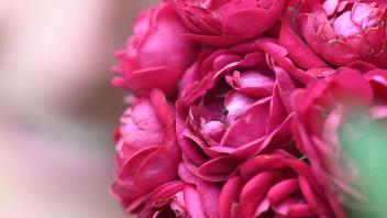 Im Rosen-Neuheitengarten auf dem Beutig wird die Kletterrose „Perennial Red Domino“ gezeigt. Die Rose der Firma Rosen Tantau aus Uetersen wurde beim 68. Internationalen Rosenneuheiten-Wettbewerb mit dem Titel „Goldene Rose von Baden-Baden“ ausgezeichnet.