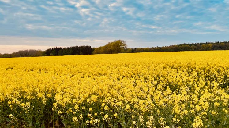 In voller Blüte steht aktuell dieses Rapsfeld. Für diesen Anblick zückte Lambert Brand aus Sögel seine Kamera und drückte auf den Auslöser. In voller Blüte steht dieser Raps auf einem Feld in der Samtgemeinde Sögel