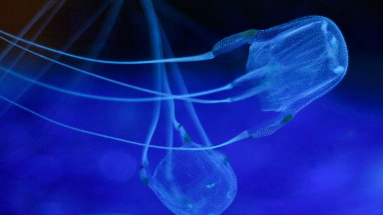ARCHIV - Zwei Würfelquallen beim Schwimmen im Two Oceans Aquarium. Sie gehören zur Gruppe der Seewespen. Diese gelten als die giftigsten Tiere der Welt. Ihre Nesselzellen können einen Menschen innerhalb weniger Minuten töten. Foto: Nic Bothma/EPA/dpa