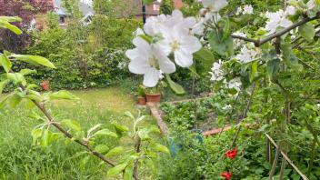 Blick in den Garten von Alexandra Kandzi. Am 12. Juni wollen sie und andere Initiativler aus Bissendorf Menschen ermutigen, ihre Gärten mit kleinen Schritten klimafreundlich zu gestalten.