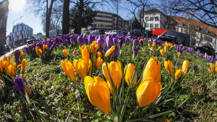 Osnabrück: Vorboten des Frühlings_Nach dem verregneten Winter scheint endlich wieder die Sonne und lässt die ersten Blumen sprießen. 03.03.2022