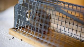 ARCHIV - Mäusebefall in Wohnungen kann zu erheblichen Mietminderungen berechtigen. Foto: Inga Kjer/dpa/dpa-tmn