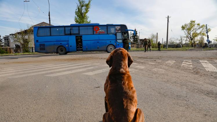 Die geretteten Zivilisten aus dem Stahlwerk Asovstal verlassen Mariupol. Ein streunender Hund schaut aus der Ferne zu. Foto: Alexei Alexandrov/AP/dpa