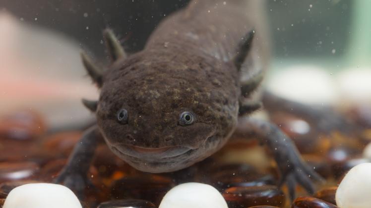 brown axolotl closeup in the water tank (Argument)