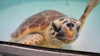 Meeresschildkröte schwimmt im Wasserbecken des Schildkrötenkrankenhauses                                