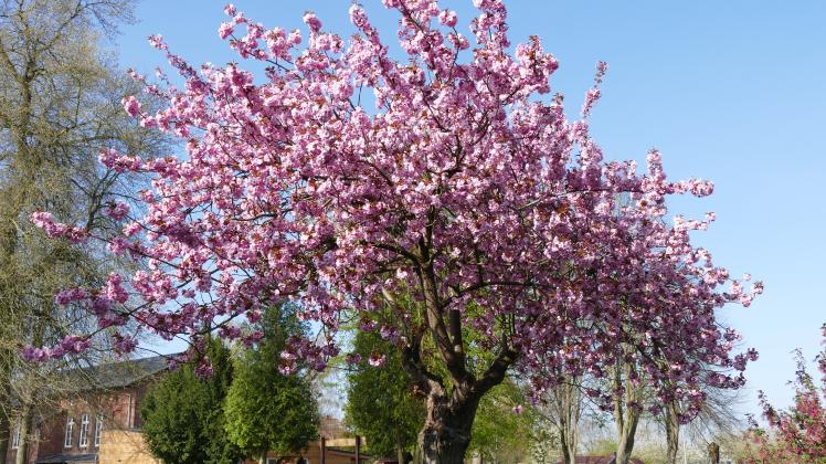 Baum