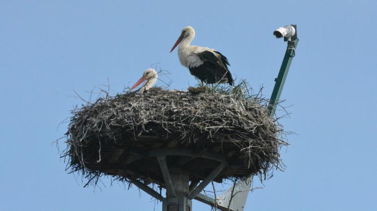 Der Nest im Garten von Friedrich Güritz in Bresegard bei Eldena ist wieder besetzt.