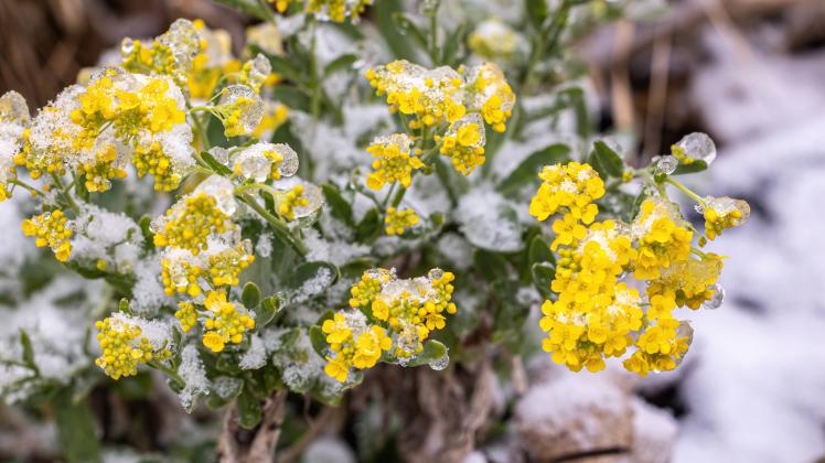 Blumen im Frost. *** Flowers in frost Copyright: xBEAUTIFULxSPORTS/KJPetersx