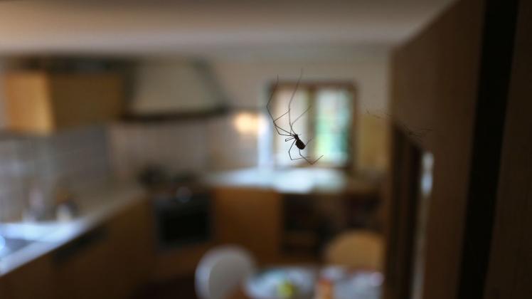 ARCHIV - Spinnen sollte man nicht töten, sondern lieber eingefangen und lebend nach draußen transportieren. Foto: Karl-Josef Hildenbrand/dpa-tmn