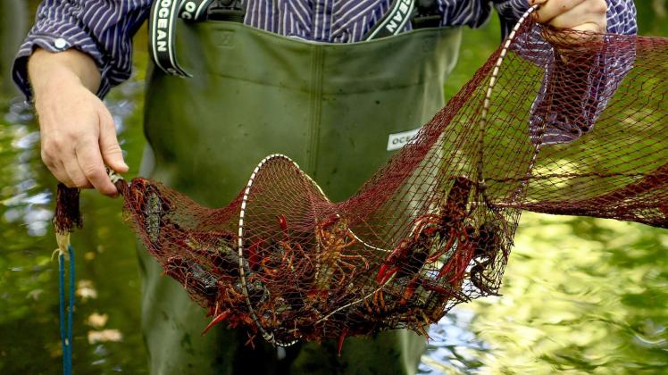 ARCHIV - Gefangene Amerikanische Flusskrebse krabbeln in einer Reuse im Tiergarten. Die Sumpfkrebse in zwei Berliner Parks sollen in diesem Sommer weiter zurückgedrängt werden. Foto: Britta Pedersen/dpa