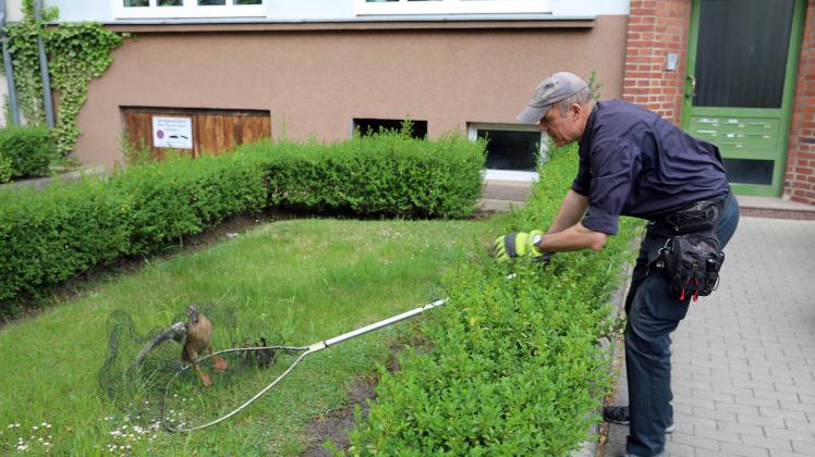 Tierische Rettungsaktion in Rostock: Gefährdete Entenfamilie an Straße von Feuerwehr gerettet