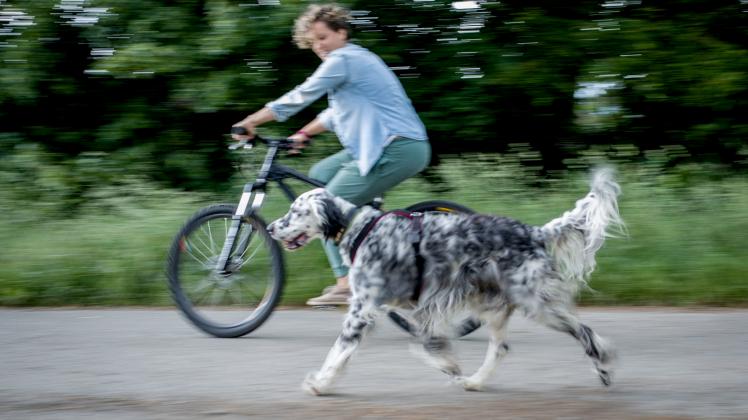 Vier Pfoten und zwei Reifen: Fahrradfahren mit Hund