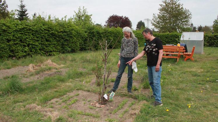 Evangelische Kirchengemeinde und Lebenshilfe Hagenow betreiben einen Gemeinschaftsgarten