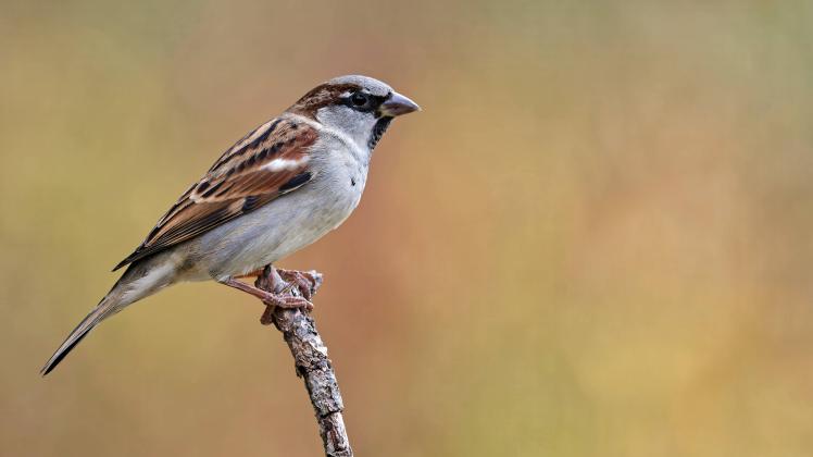 haussperling,haussperlinge,passer domesticus,spatz,spatzen,sperling,sperlinge *** house sparrow,house sparrows kb0-hkv