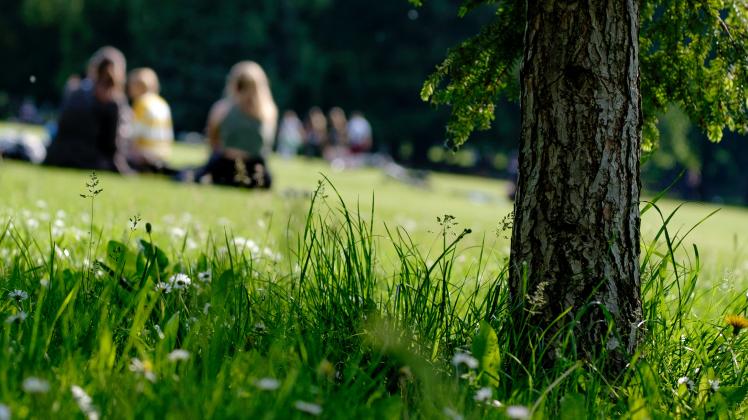author Picknick im Park (Symbolbild)