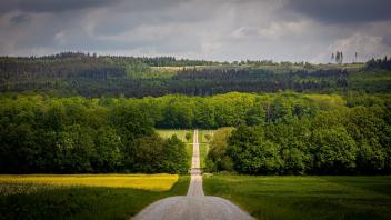 Ein Weg führt im Landkreis Holzminden in einen Wald. Foto: Moritz Frankenberg/dpa/Symbolbild