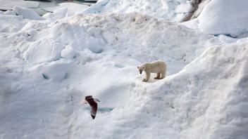 Eisbären und andere Tiere leiden unter dem Klimawandel. Foto: Ulf Mauder/dpa