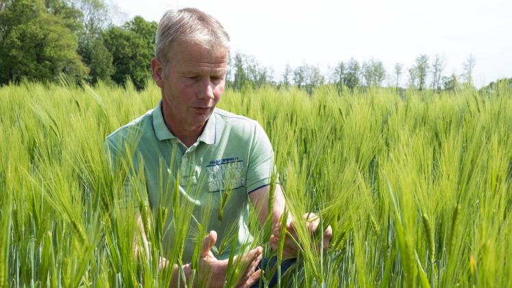 Landwirt Rainer Bücking begutachtet die Trockenschäden am Weizen.