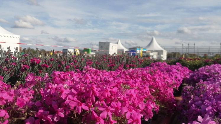 So schön wird die Gartenmesse „Flora“ 2022 in Rendsburg SHZ