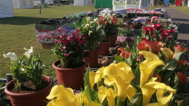 So schön wird die Gartenmesse „Flora“ 2022 in Rendsburg SHZ
