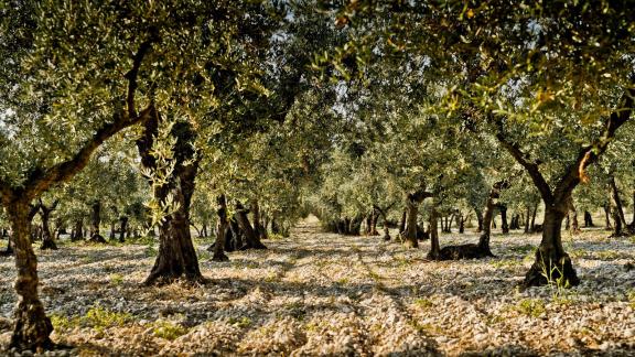 HANDOUT - Wie ein Kenner beim Wein sollte man sich auch um Informationen rund um das Olivenöl-Produkt bemühen. Das beginnt beim Erzeuger, die Lage und die Olivensorte. Hier zu sehen ist der Olivenhain Trappeto di Caprafico in Abruzzen. Foto: Stefan Bogner/Delius Klasing Verlag/SuperOlio/dpa-tmn - ACHTUNG: Nur zur redaktionellen Verwendung im Zusammenhang mit dem genannten Text und nur bei vollständiger Nennung des vorstehenden Credits HANDOUT - Wie ein Kenner beim Wein sollte man sich auch um Informationen rund um das Olivenöl-Produkt bemühen. Das beginnt beim Erzeuger, die Lage und die Olivensorte. Hier zu sehen ist der Olivenhain Trappeto di Caprafico in Abruzzen. Foto: Stefan Bogner/Delius Klasing Verlag/SuperOlio/dpa-tmn - ACHTUNG: Nur zur redaktionellen Verwendung im Zusammenhang mit dem genannten Text und nur bei vollständiger Nennung des vorstehenden Credits