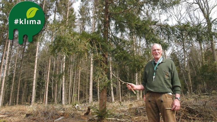 „Sequoia sempervirens“: Dr. Claus Laessing vor einem seiner 300 immergrünen Küsten-Mammutbäume.