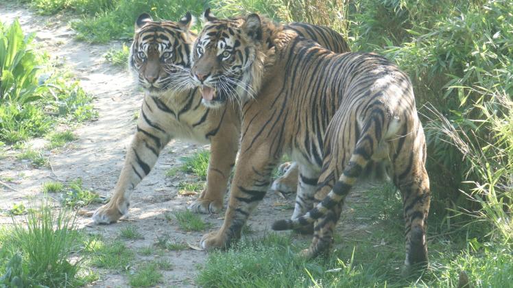 Das erste Zusammentreffen von Tigerkater Tilak und Tigerkatze Diana im Zoo Osnabrück verlief gut, auch wenn es eine kurze Auseinandersetzung zwischen beiden gab. Das ist für Tiger normal, denn die Tiere müssen untereinander die Hierarchie klären. Besucher können die beiden Sumatra-Tiger im Innen- oder Außenbereich sehen.