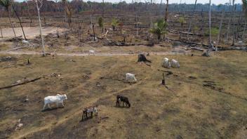 ARCHIV - Illegale Viehzucht in Mittelamerika sorgt für große Probleme, zum Beispiel Umweltzerstörung. Foto: Andre Penner/AP/dpa