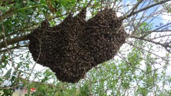 Ein Bienenvolk an einem Ast