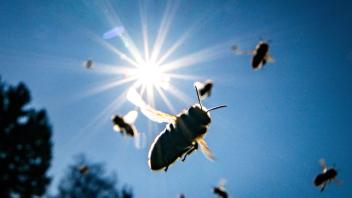 Weltbienentag: Das brauchen Bienen wirklich im Garten