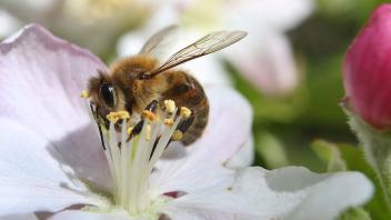 Eine mit Pollen behangene Biene sammelt in einem Apfelbaum den Nektar. Viele Wildbienenarten sind gefährden. Foto: Karl-Josef Hildenbrand/dpa