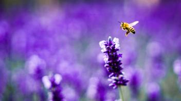 Lavendel zieht Bienen an, also ab auf den Balkon damit? Ist die Pflanze mit Pestiziden belastet, schaden Bienenfreunde den flauschigen Summern vielleicht unbeabsichtigt. Foto: Frank Rumpenhorst/dpa/dpa-tmn