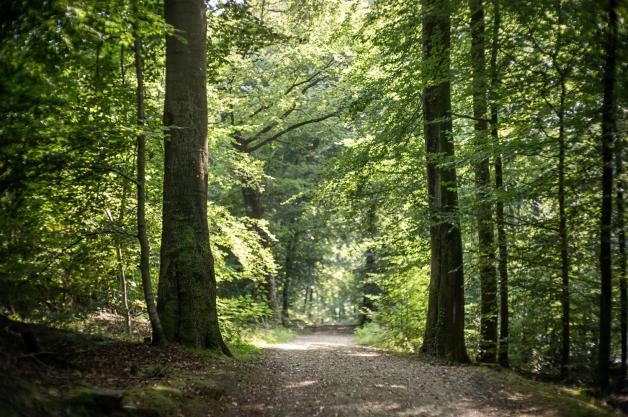 Keine Grabsteine, keine Kerzen, keine Kränze: Die Grabpflege im Sternenwald übernimmt die Natur selbst. Keine Grabsteine, keine Kerzen, keine Kränze: Die Grabpflege im Sternenwald übernimmt die Natur selbst.