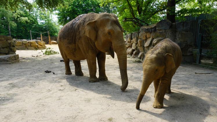 Elefantengehege im Osnabrücker Zoo am 19.05.22