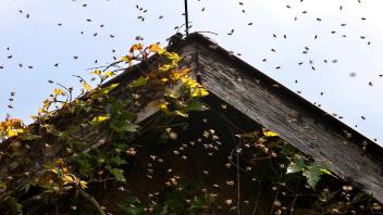 PRODUKTION - Die Monate Mai und Juni sind die sogenannte «Schwarmzeit» für Bienen. Foto: Karl-Josef Hildenbrand/dpa