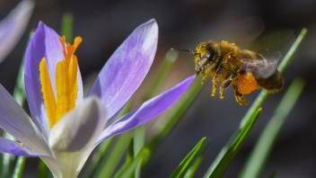 ARCHIV - Wertvoll für die ersten Schwärmer: Krokusse geben den Bienen zum Frühlingsbeginn dringend benötigte Nahrung. Denn im Rest des Gartens blüht zu dieser Zeit noch wenig. Foto: Patrick Pleul/dpa-Zentralbild/dpa-tmn