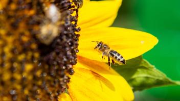 ARCHIV - Eine Honigbiene fliegt im Bieneninstitut Celle auf eine Blume zu. Foto: Christophe Gateau/dpa